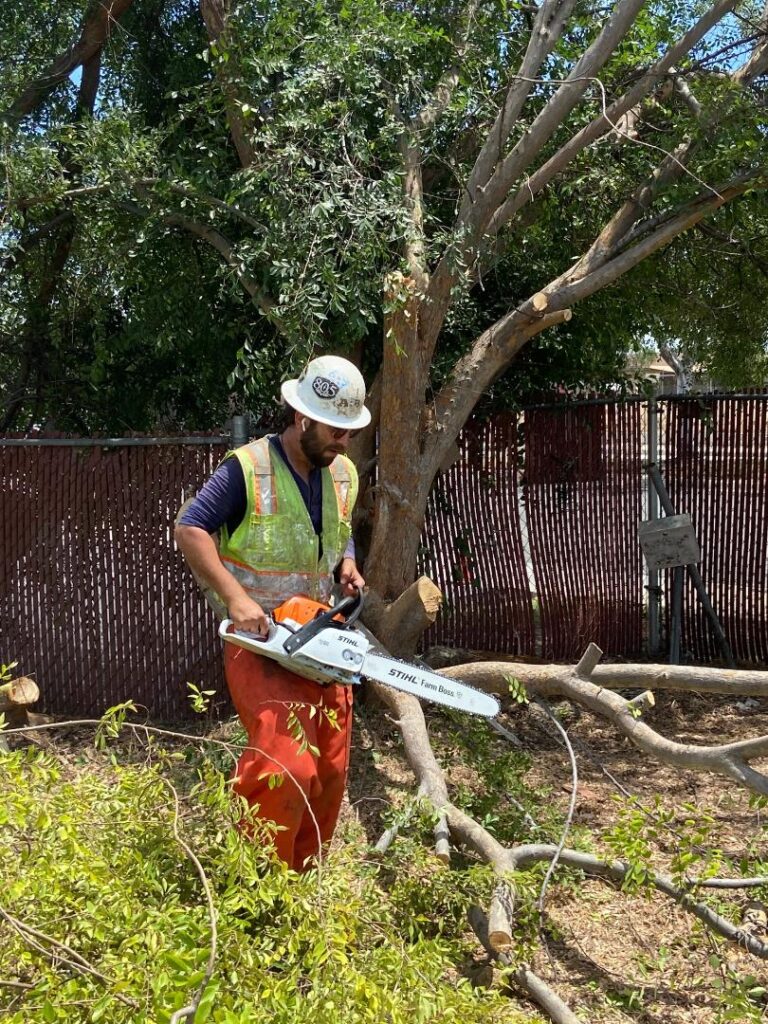 Tree Removal