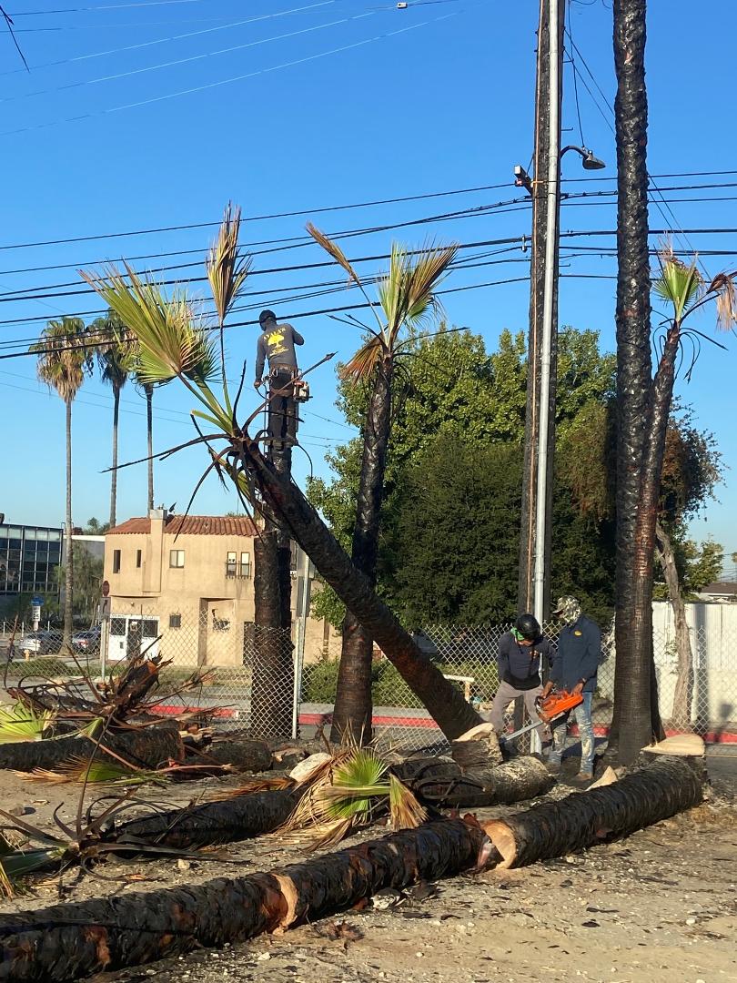 Tree Removal