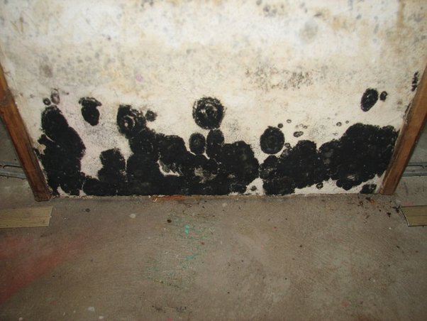 Pictures of Mold Remediation