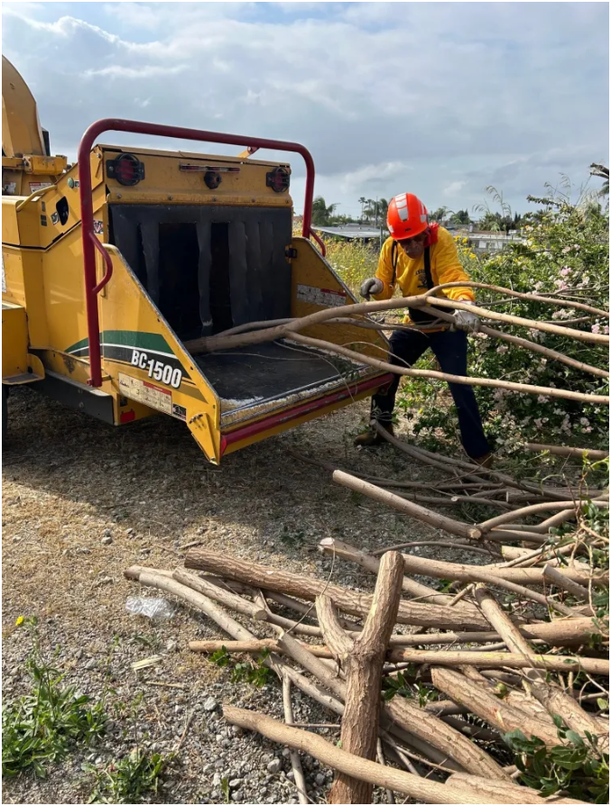 Tree Removal