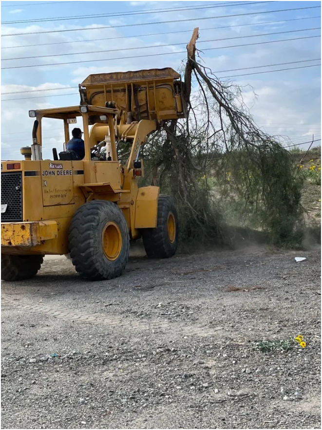 Tree Removal